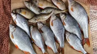 Ceny karpia na święta. Ile zapłacimy za kilogram ryby w Boże Narodzenie 2025?