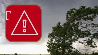 Alert RCB dla jednego województwa. "Nie parkuj pod drzewami"