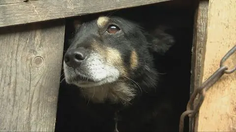 Bestialskie zachowanie niektórych właścicieli psów. "To jest absolutnie przerażające"