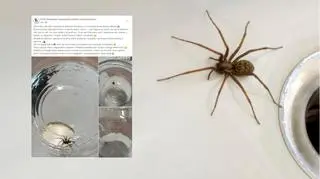 Pająk kątnik w Krakowie