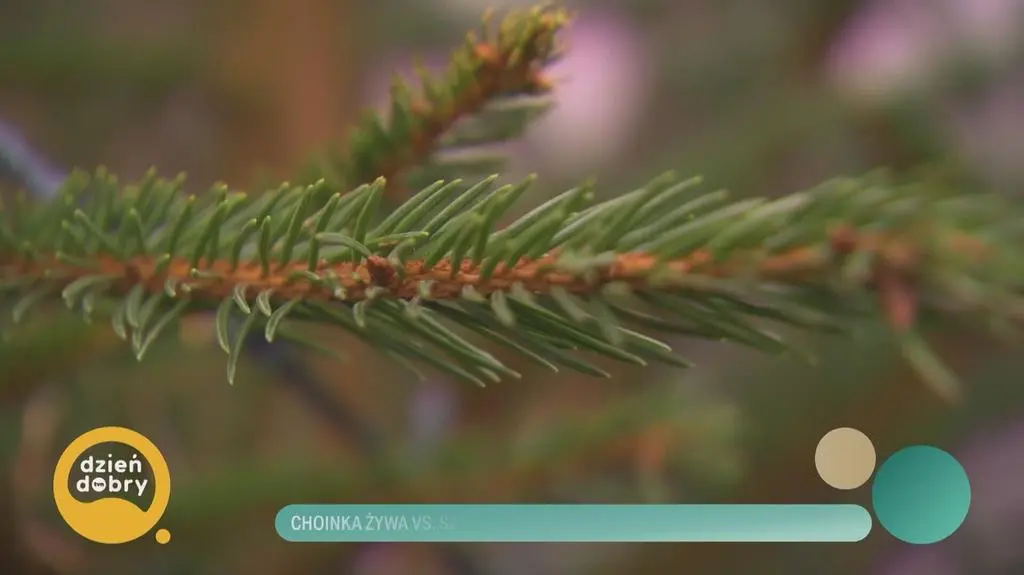 Klatka kluczowa-87486