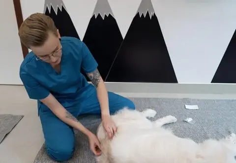 "Czary-mary" czy skuteczna terapia? Pijawki i akupunktura w leczeniu naszych pupili