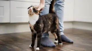 Do kogo koty częściej się odzywają? Zaskakujące badanie