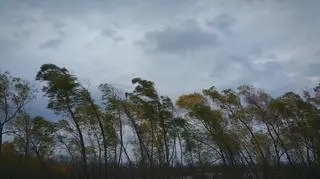 Silne porywy wiatru. IMGW wydało alerty dla kilku województw 