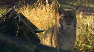 Zakochane rysie w chorzowskim ZOO? "Jest to na razie miłość ukryta"