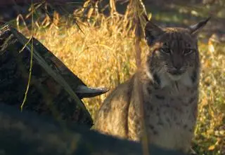 Zakochane rysie w chorzowskim ZOO? "Jest to na razie miłość ukryta"