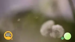 Międzyrzeckie bunkry pełne tajemnic (napisy)