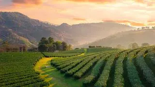 Z plantacji w Kenii do twojej kuchni. Poznaj cztery odsłony herbaty, które budzą zmysły i dodają energii