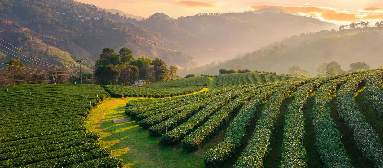 Plantacja herbaty 