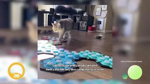 DD_20251023_Kotki_rep_napisy