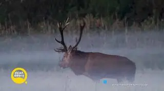 Trwa sezon na zrzuty 