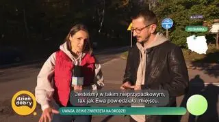 Uwaga, dzikie zwierzęta na drodze - napisy