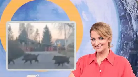 Dziennikarka TVN podczas jazdy do pracy natknęła się na dziki