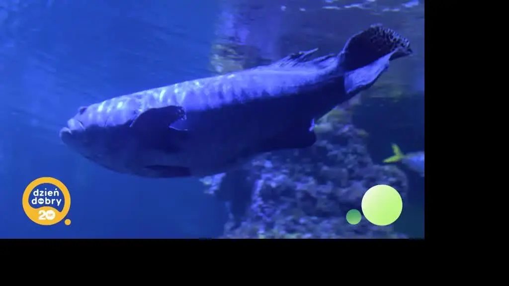 DD_20251020_ZOO_rep_napisy