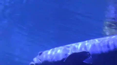 DD_20251020_ZOO_rep_napisy