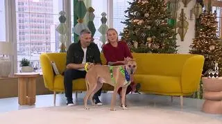 Atis – towarzyski chart ducha