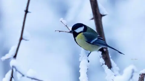 Jakie ptaki zostają w Polsce na zimę? 