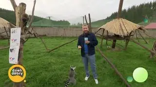 Bartek Jędrzejak w królestwie lemurów