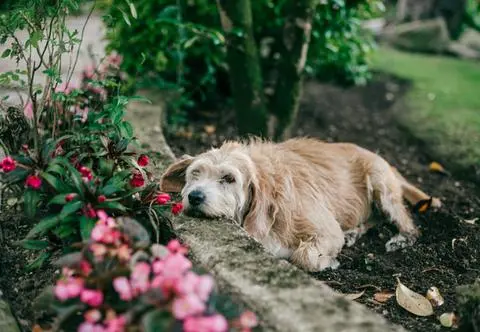 Ta roślina jest prawdziwym zagrożeniem dla psów. "Otrzymujemy dużo zgłoszeń"