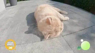 Kot Saszeta i Kałamaga - napisy