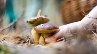 Natknęła się na niezwykły okaz. "Nawet grzyby marynowane można spotkać w lesie"