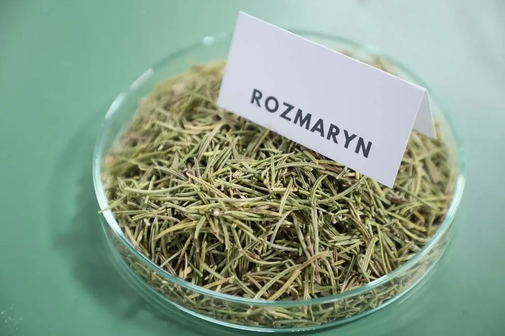 rozmaryn