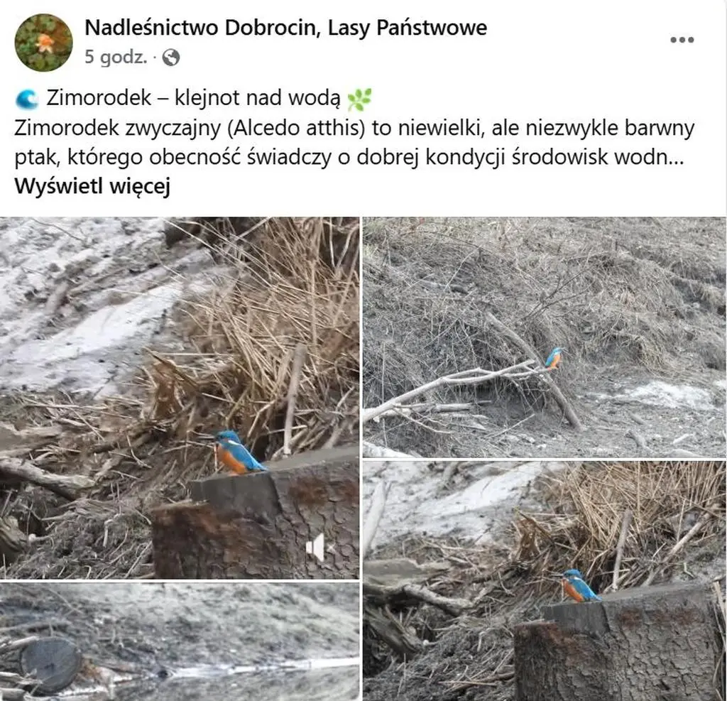 Nadleśnictwo Dobrocin, Lasy Państwowe