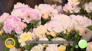 Koniec lata – kluczowy czas, by przygotować róże do zimy (napisy)