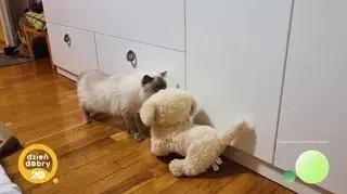 Niesamowita podróż kota z Olkusza do Chorwacji - napisy