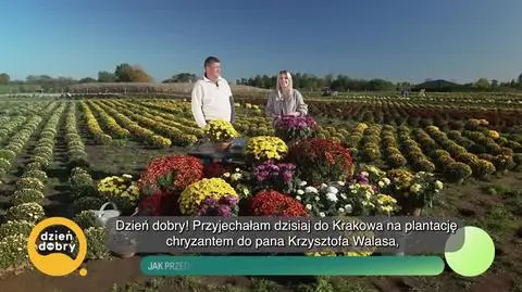 DD_20241029_Chryzantemy_live_REP_napisy
