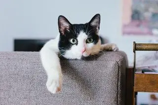 Kot