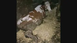 Zwierzęta konały na oczach właścicieli, sąsiadów i urzędników. "W odchodach, syfie, śmieciach"