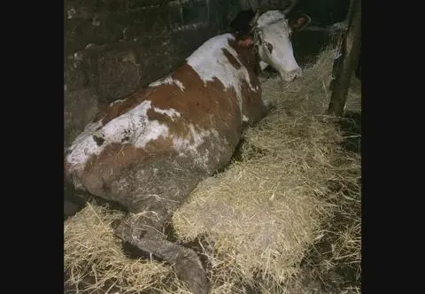 Zwierzęta konały na oczach właścicieli, sąsiadów i urzędników. "W odchodach, syfie, śmieciach"