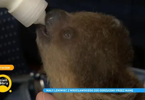 Mały leniwiec z wrocławskiego zoo został odrzucony przez mamę. Zajęli się nim pracownicy ogrodu