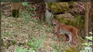 Niezwykłe ujęcia z fotopułapki. Rysica Diana urodziła aż 5 kociąt 