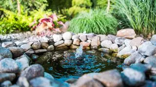 Mini oczko wodne w ogrodzie lub na działce to wyjątkowa ozdoba. Jak je wykonać i pielęgnować?
