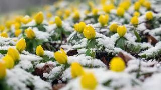 Rannik zimowy – żółty zwiastun wiosny. Zasady uprawy i pielęgnacji