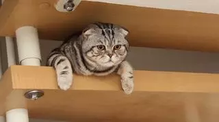 Kot na półce