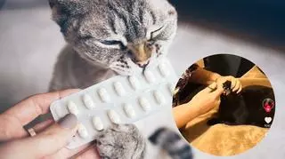 Jak podawać kotu tabletkę? Nagranie stało się hitem sieci