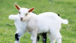 Urocze mini zwierzątka, którymi można opiekować się w domu. Będziesz zaskoczony