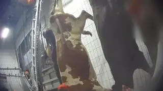 Dziennikarz zatrudnił się w rzeźni. "Pracownicy biją zwierzęta twardym przedmiotem po głowie"