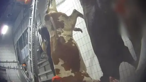 Dziennikarz zatrudnił się w rzeźni