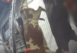 Dziennikarz zatrudnił się w rzeźni. "Pracownicy biją zwierzęta twardym przedmiotem po głowie"