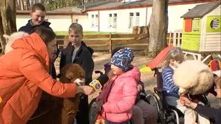 Alpaki wspomagają leczenie dzieci i dorosłych. Działają mobilizująco i zachęcają do ruchu 