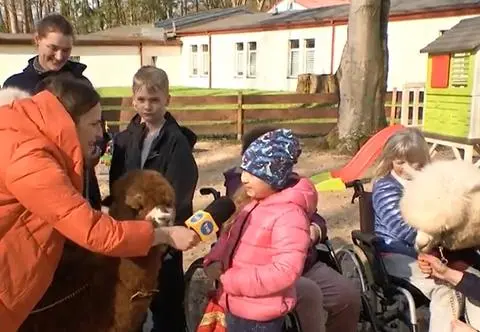 Alpaki wspomagają leczenie dzieci i dorosłych. Działają mobilizująco i zachęcają do ruchu 