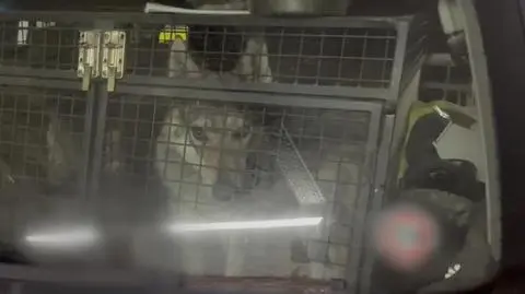 Uwaga! TVN. Kraków. Psy zamknięte w samochodzie na parkingu podziemnym