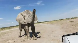 Słoń zaatakował turystów na safari. Jest ofiara śmiertelna