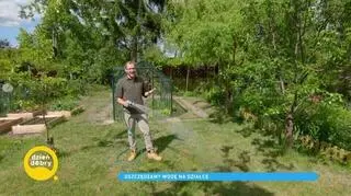 Oszczędzamy wodę na działce, czyli jak prawidłowo podlewać rośliny?