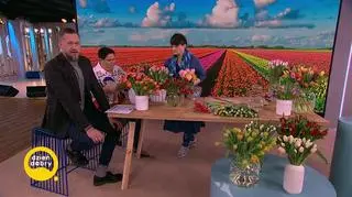 Tulipanowelove