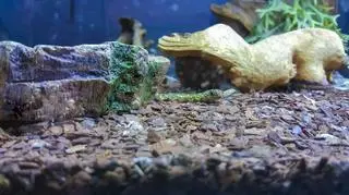 Mata grzewcza do terrarium – na co zwracać uwagę przy zakupie?